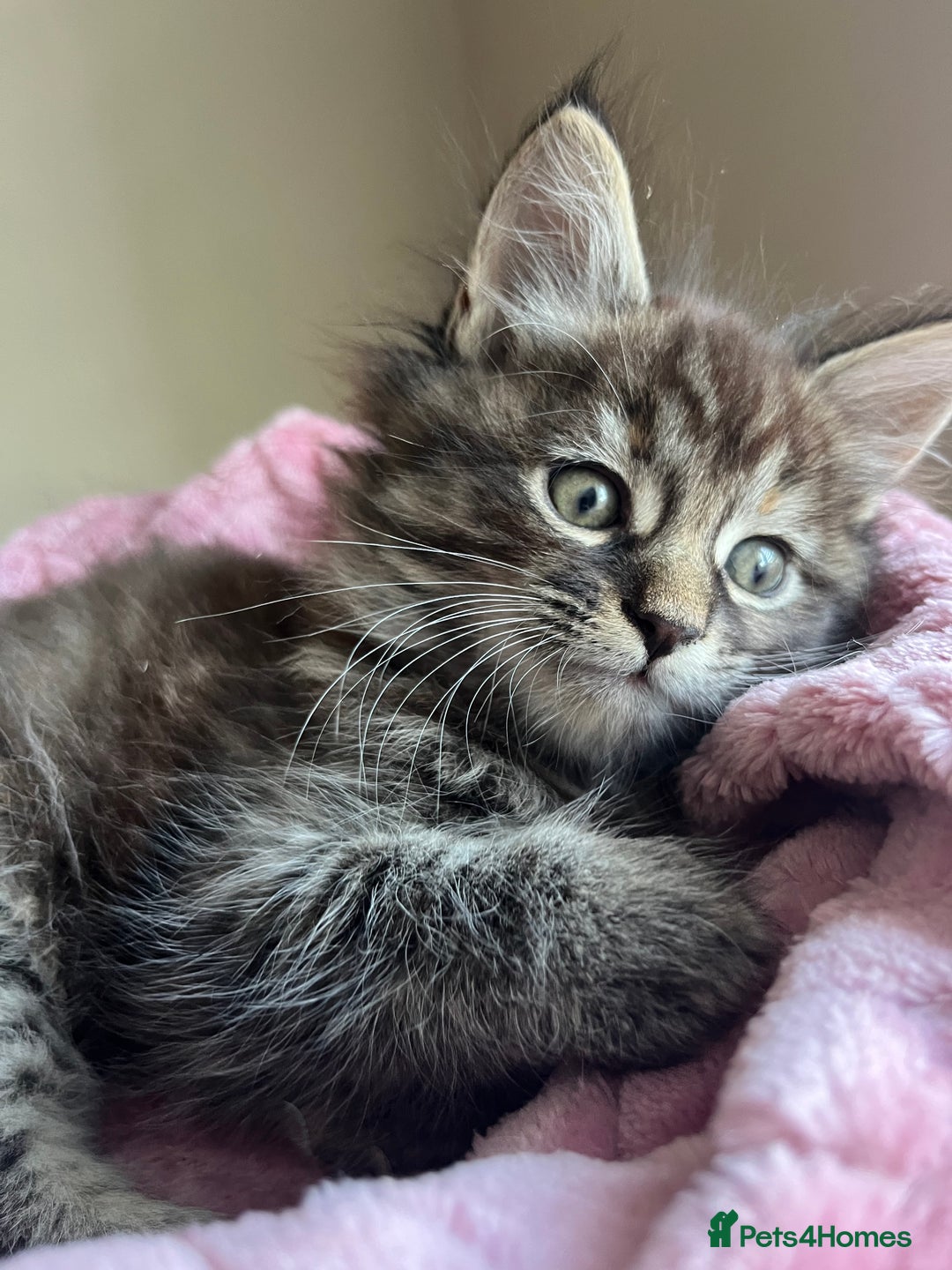 Free Kittens Near Me Craigslist Kingsgate 2024 Fido Kingsgate