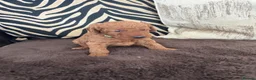 Labradoodle dogs for sale: Curly red Labradoodle F1b - Advert 8