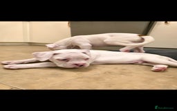 Boxer dogs for sale: Stunning male boxer puppies  - Image 1