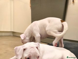 Boxer dogs for sale - Advert 1