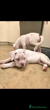 Boxer dogs - Advert 1