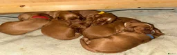 Cocker Spaniel dogs for sale: KC Registered Cocker Spaniel puppies  in Sherborne - Advert 4