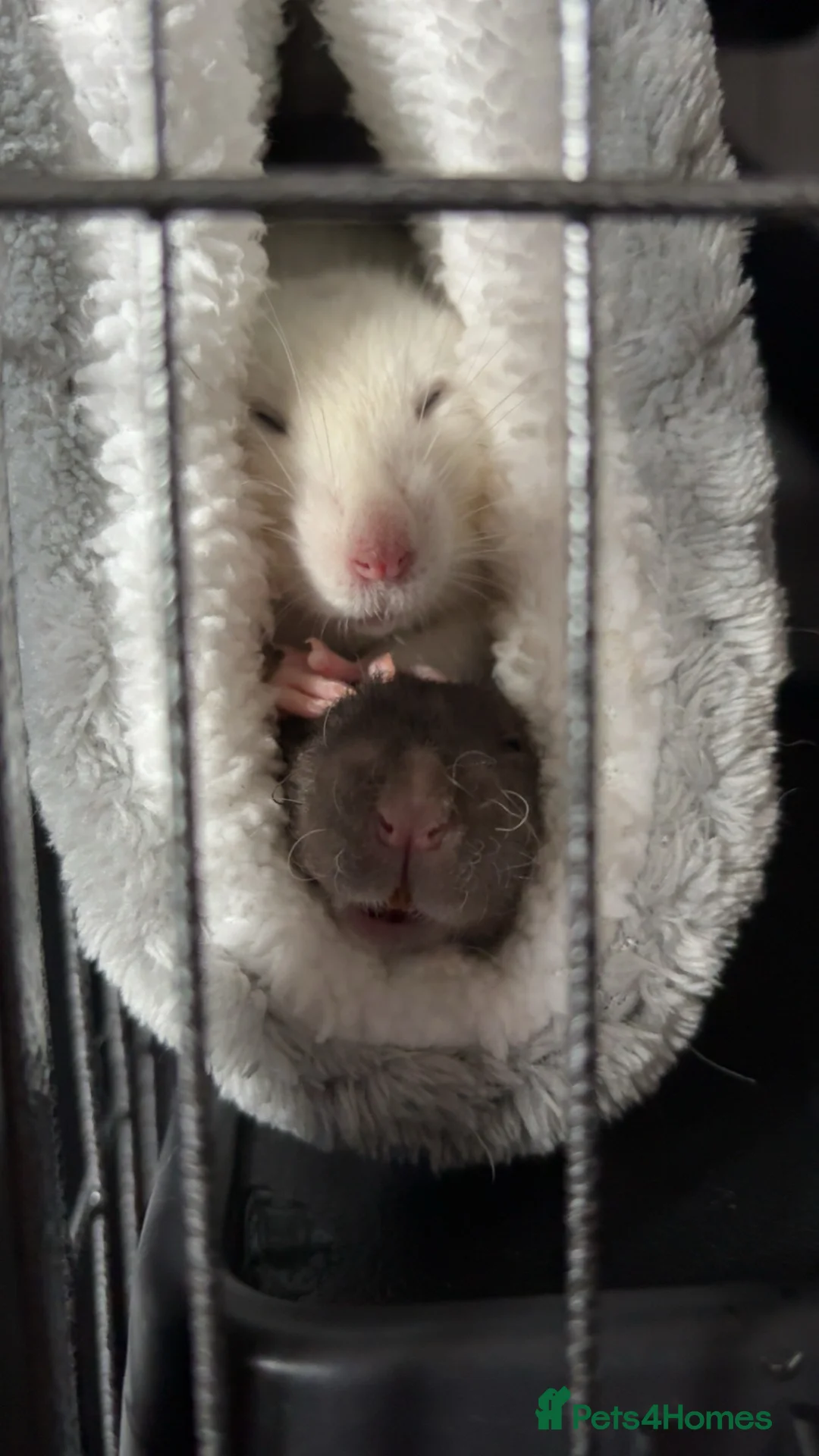 Rat rodents for sale: Young male rats and cage for sale - Advert 4