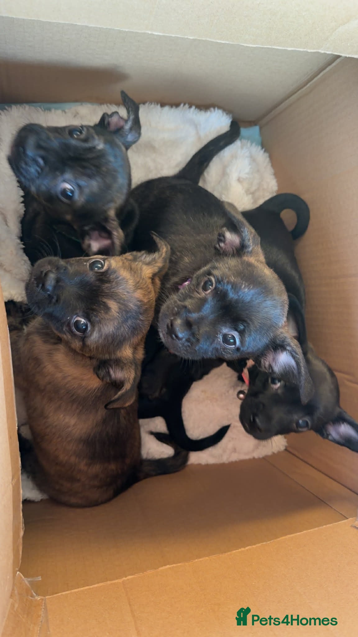 Mixed Breed dogs French x chiweenie in Newcastle upon Tyne - Advert 1