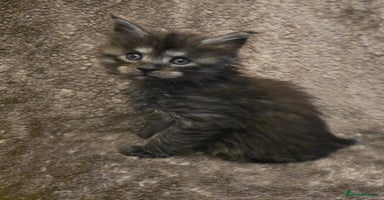Maine Coon cats - Advert 14