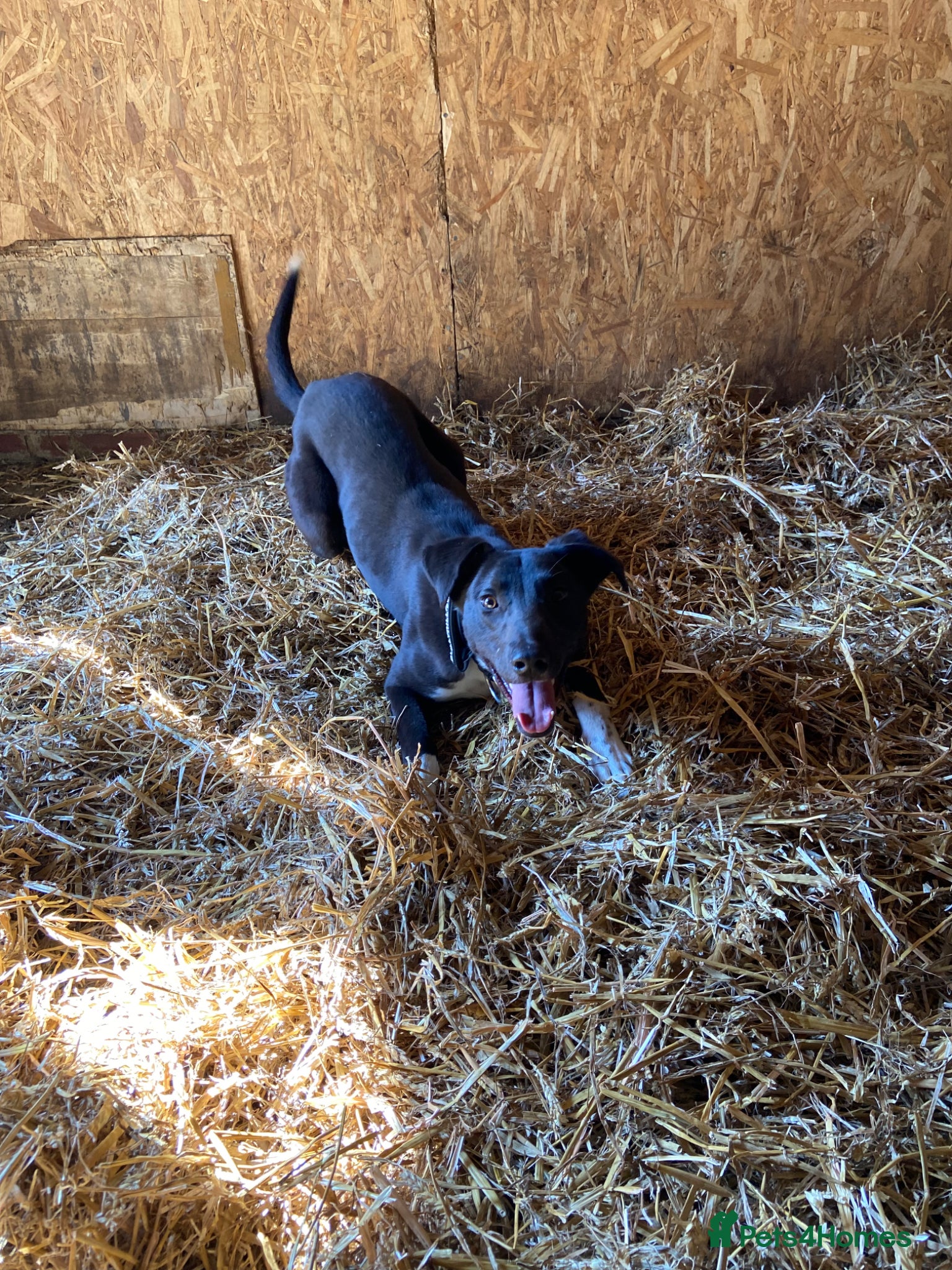 Mixed Breed dogs Saluki grey X lurcher - Advert 1