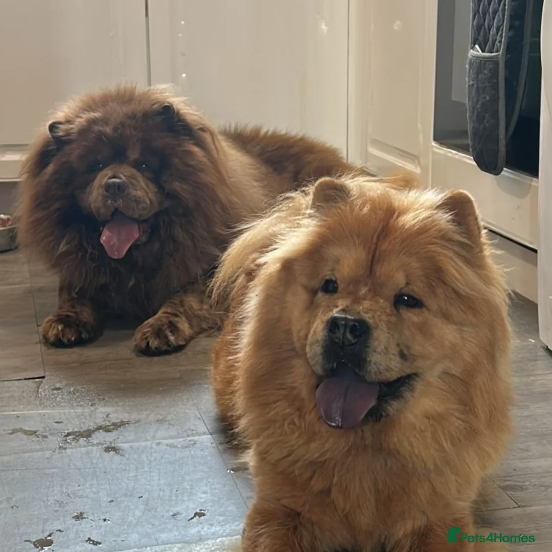 Chow Chow dogs for sale: Red female chow chow  in Accrington - Image 9