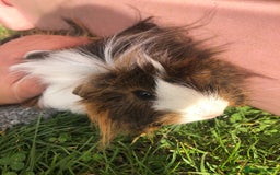 Guinea Pig rodents for sale: 4 x female guinea pigs - Image 1