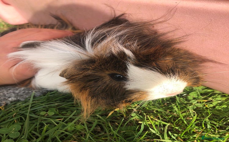 Guinea Pig rodents - Advert 9