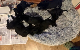 Mixed Breed dogs for sale: Labrotties - Image 3