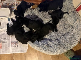 Mixed Breed dogs - Advert 4