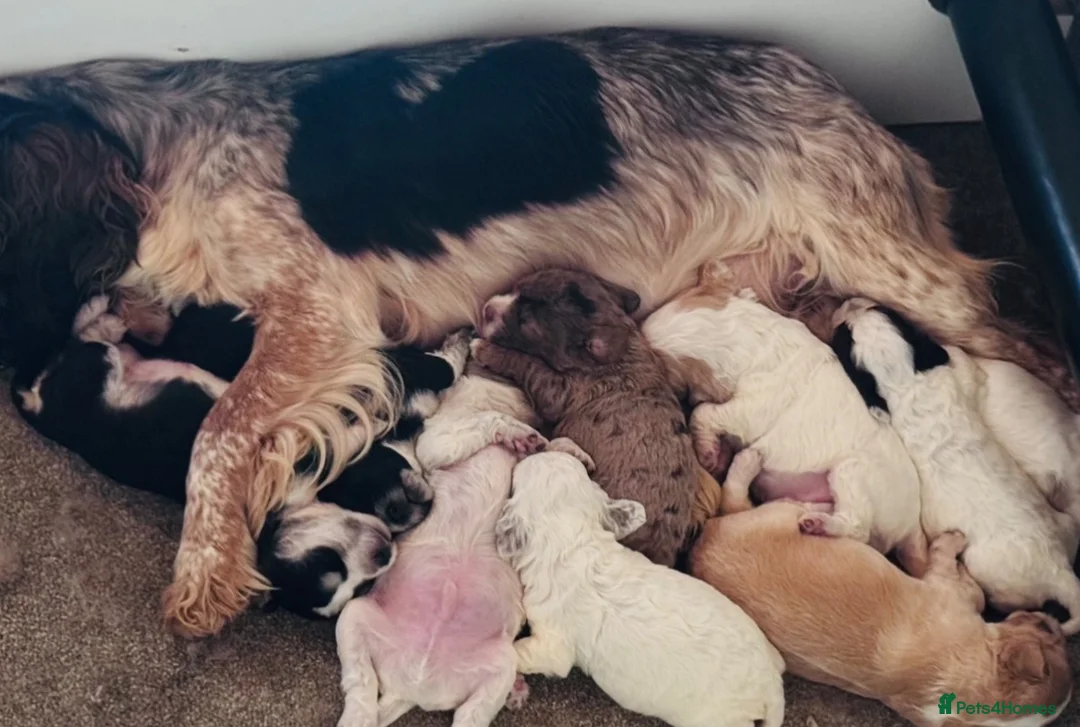Cockapoo dogs for sale: Beautiful Cockapoo Babies 🐾🐾🐾 - Advert 22