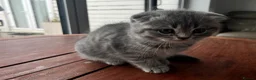 Mixed Breed cats for sale: 5 Beautiful Kittens Ready For Loving Homes - Advert 14