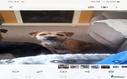 Border Terrier dogs for sale: Border terrier bitch - Image 3