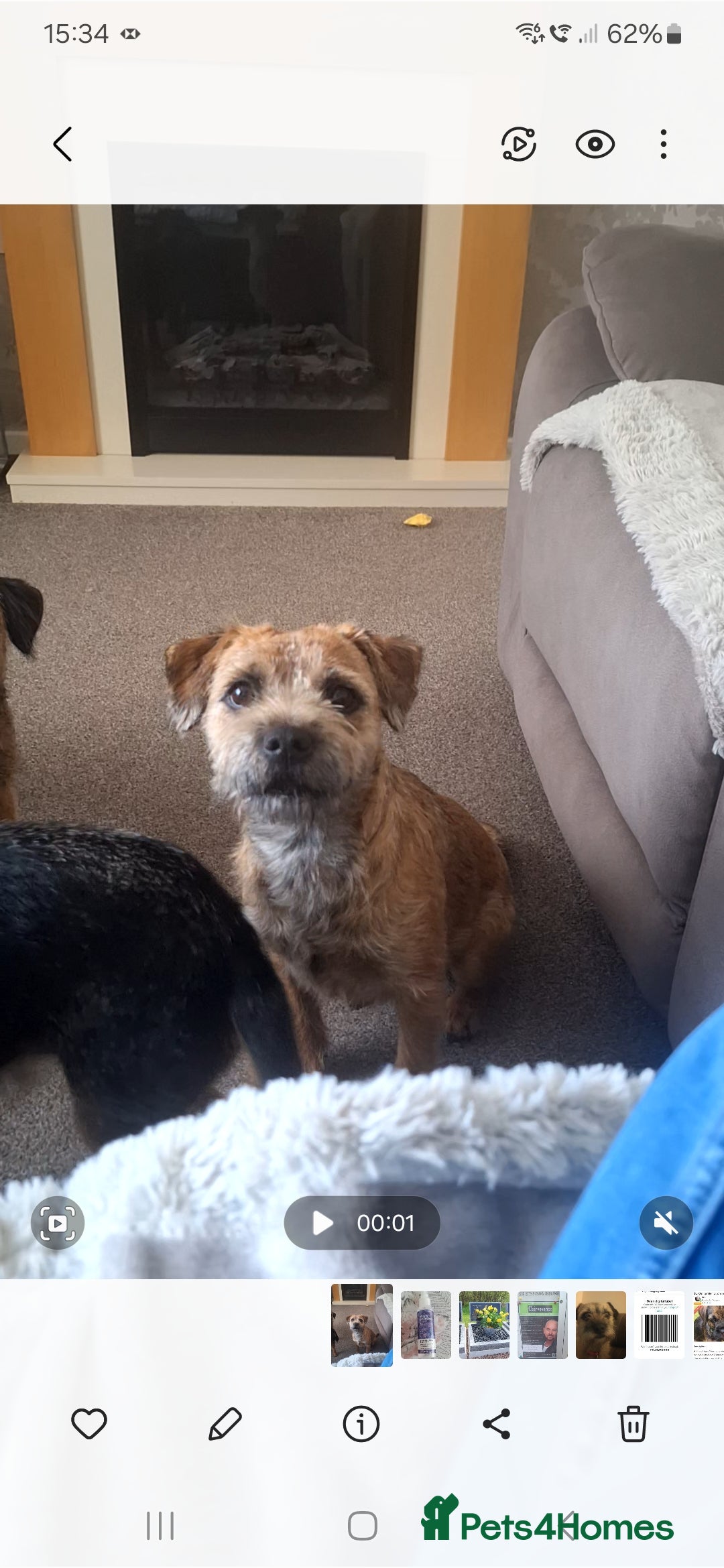 Border Terrier dogs for sale: Border terrier bitch - Image 3