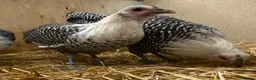 Chickens poultry for sale: Silver Campine  - Advert 9