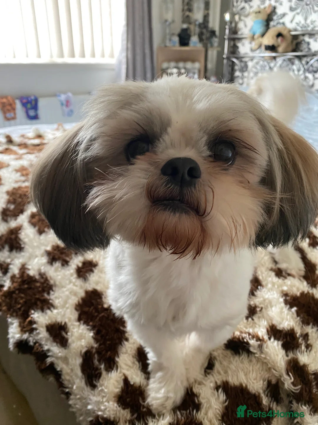 Shih Tzu dogs for stud: KC REG TINY STUD BOY  in Mansfield - Advert 4
