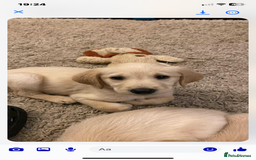 Labradoodle dogs for sale: Beautiful labradoodles - Advert 3