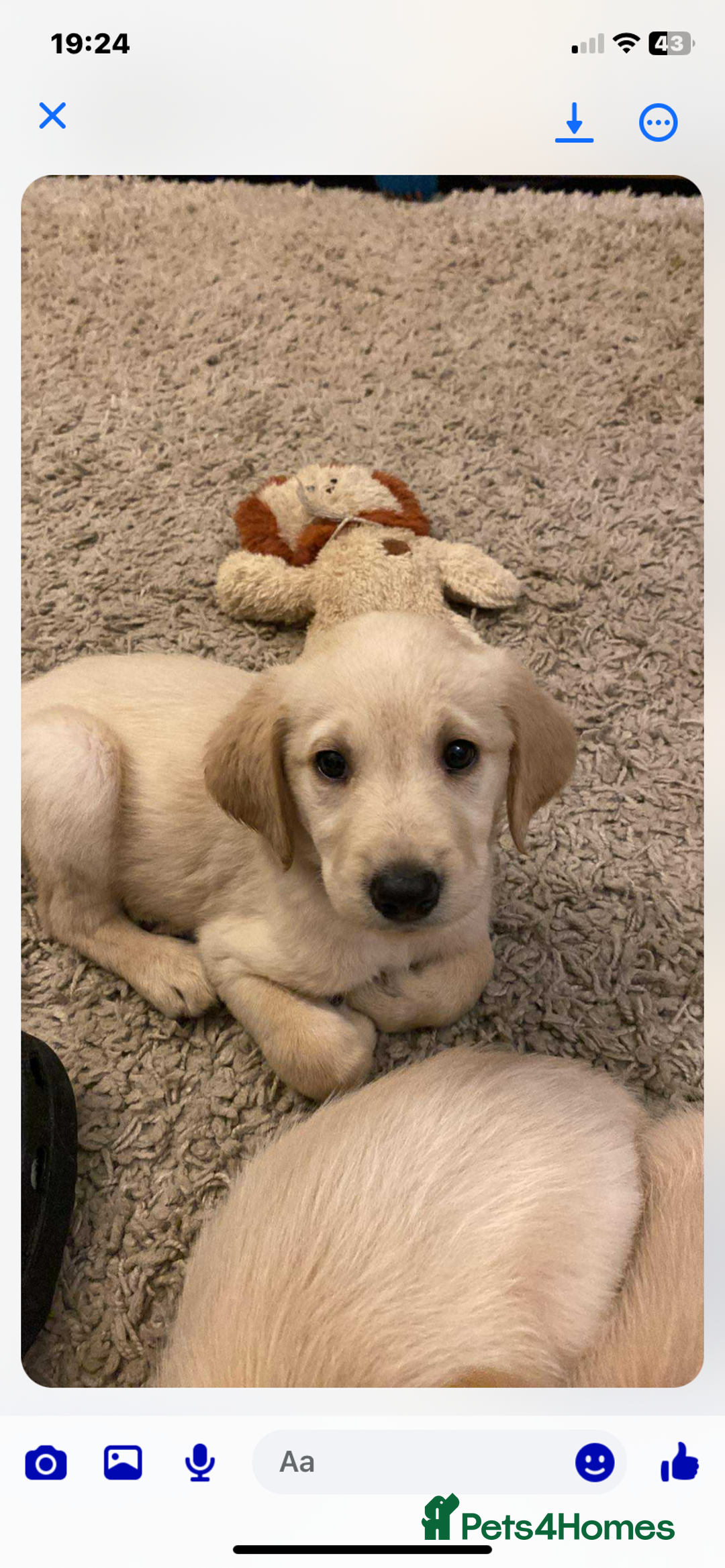 Labradoodle dogs for sale: Beautiful labradoodles - Advert 3