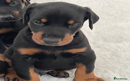 Dobermann dogs for sale: KC REG Fully health tested parents - Image 26