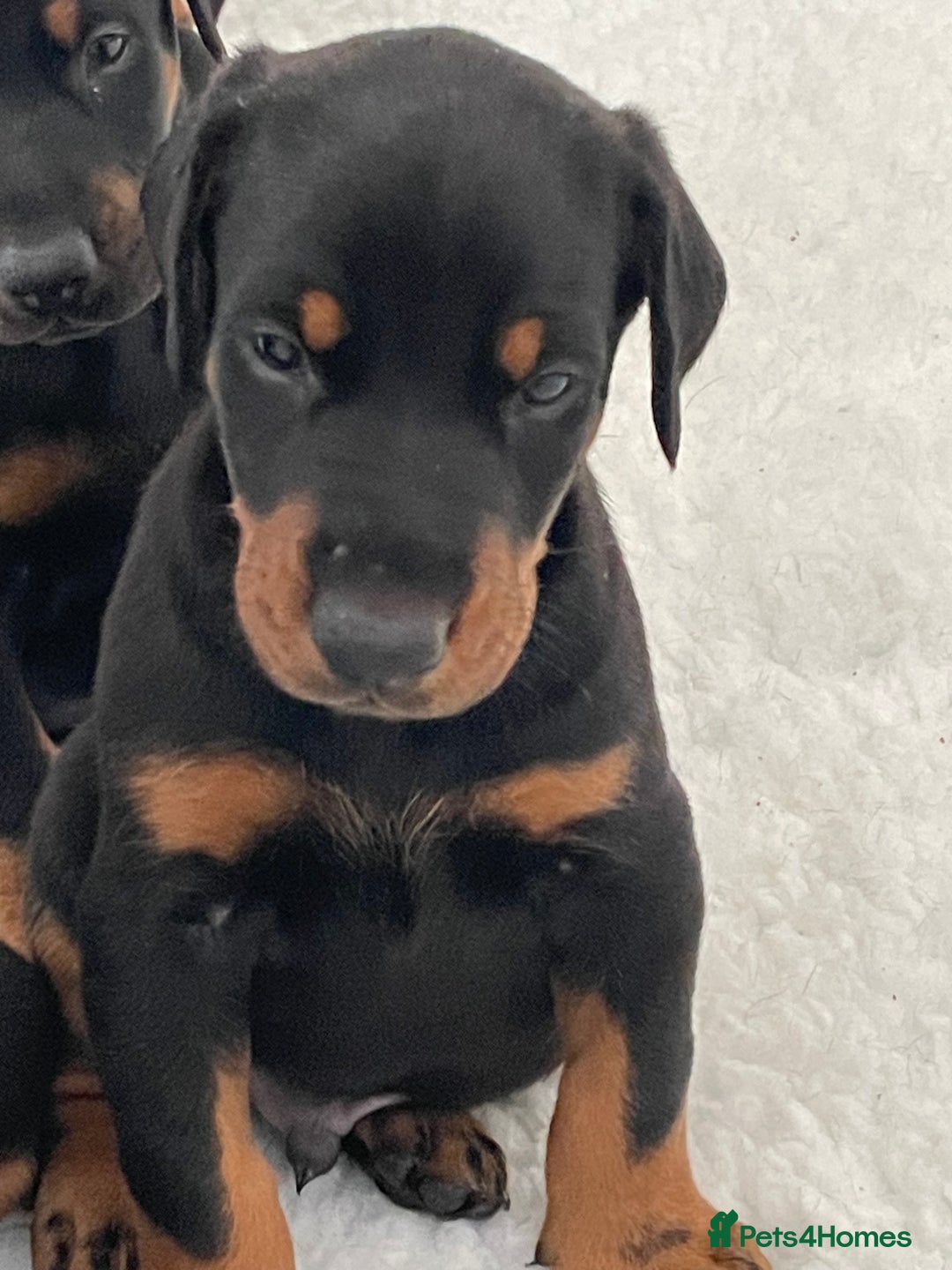 Dobermann dogs for sale: KC REG Fully health tested parents - Image 26