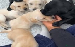 Labrador Retriever dogs for sale: Labrador Puppies for sale in London -KC registered - Image 24