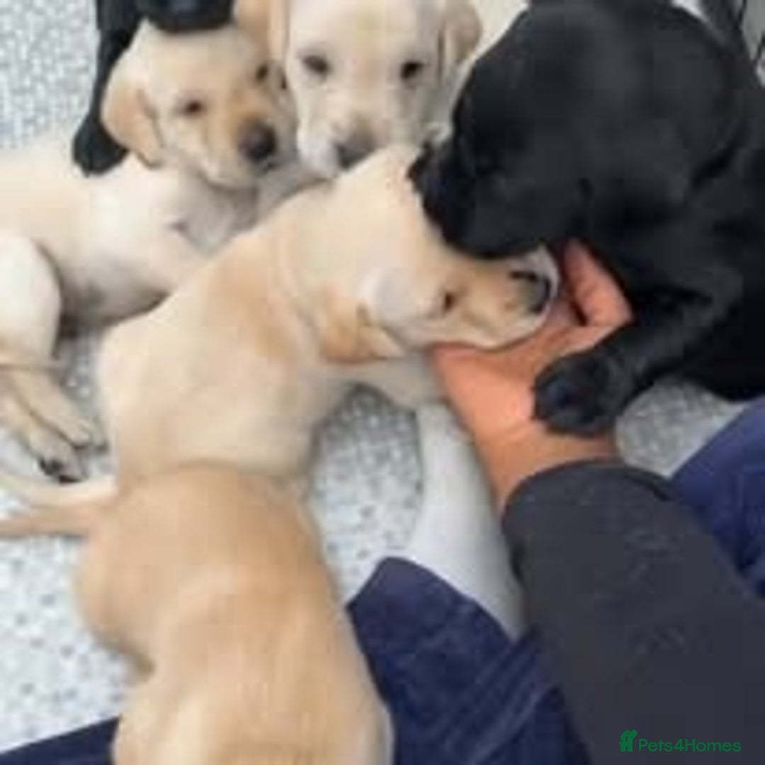 Labrador Retriever dogs for sale: Labrador Puppies for sale in London -KC registered - Image 24