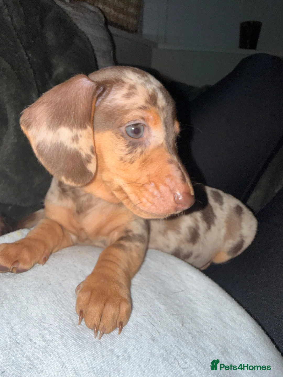 Miniature Dachshund dogs for sale: Stunning Mini-Dachshund litter - Advert 4