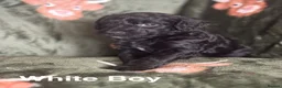 Goldendoodle dogs for sale: 🐾 GORGEOUS GOLDENDOODLE PUPPIES  - Advert 8