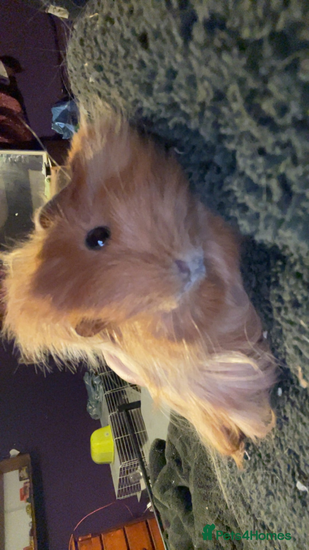 Guinea Pig rodents for sale: Guinea pigs two females  - Advert 5