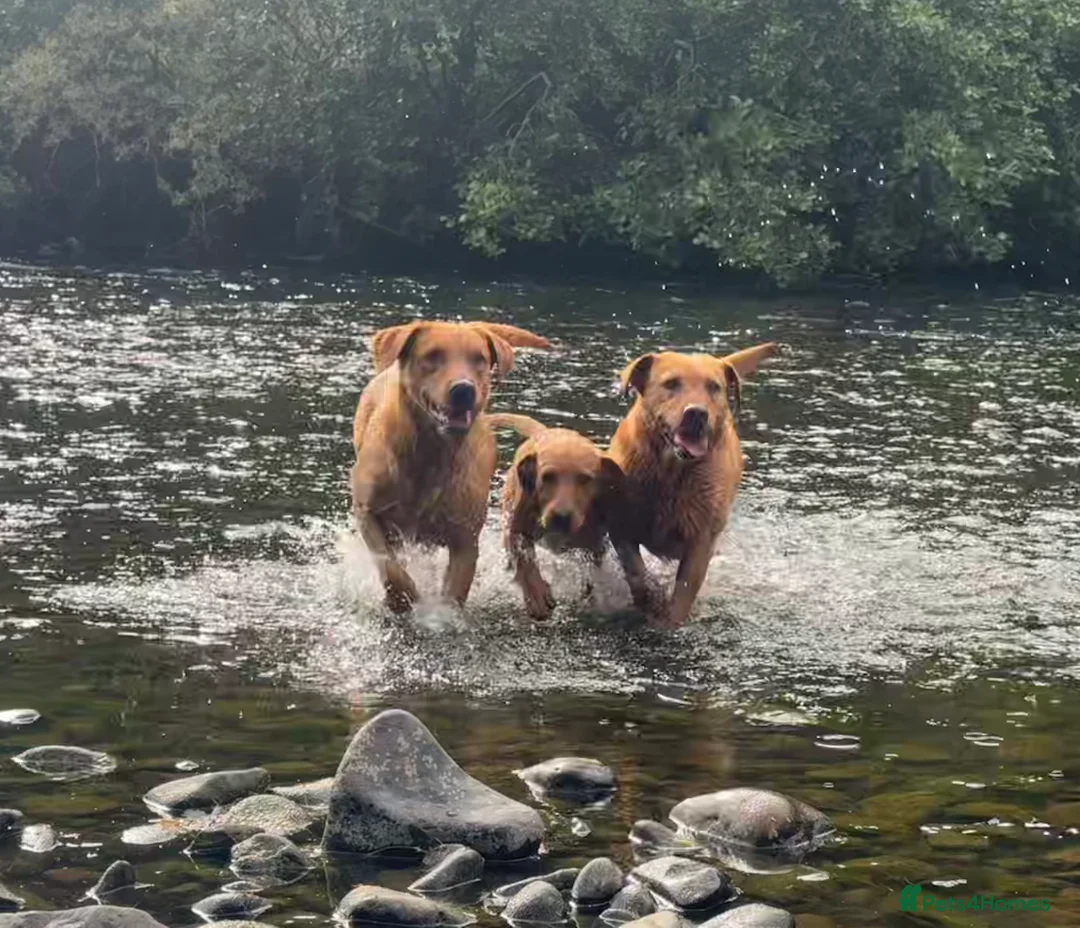 Labradoodle dogs for sale: Labradoodle F1 Puppies Health Tested Parents   - Advert 30