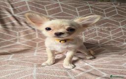 Chihuahua dogs for sale: 3 Handsome (KC) Chihuahua boys left (New photos) - Image 6