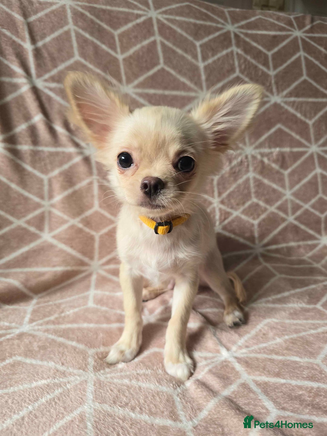 Chihuahua dogs for sale: 3 Handsome (KC) Chihuahua boys left (New photos) - Image 6