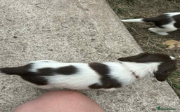 English Springer Spaniel dogs for sale: English springer spaniel puppies  - Image 4