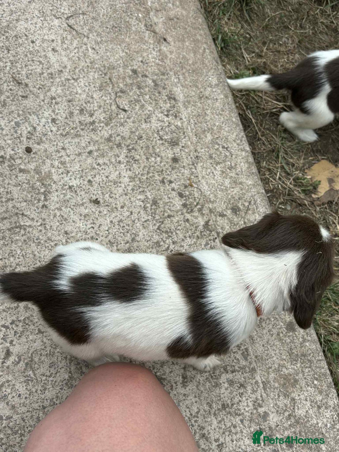 English Springer Spaniel dogs for sale: English springer spaniel puppies  - Image 4