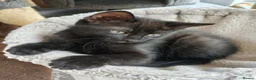 Mixed Breed cats for sale: Beautiful black long hair kittens  in Louth - Advert 2