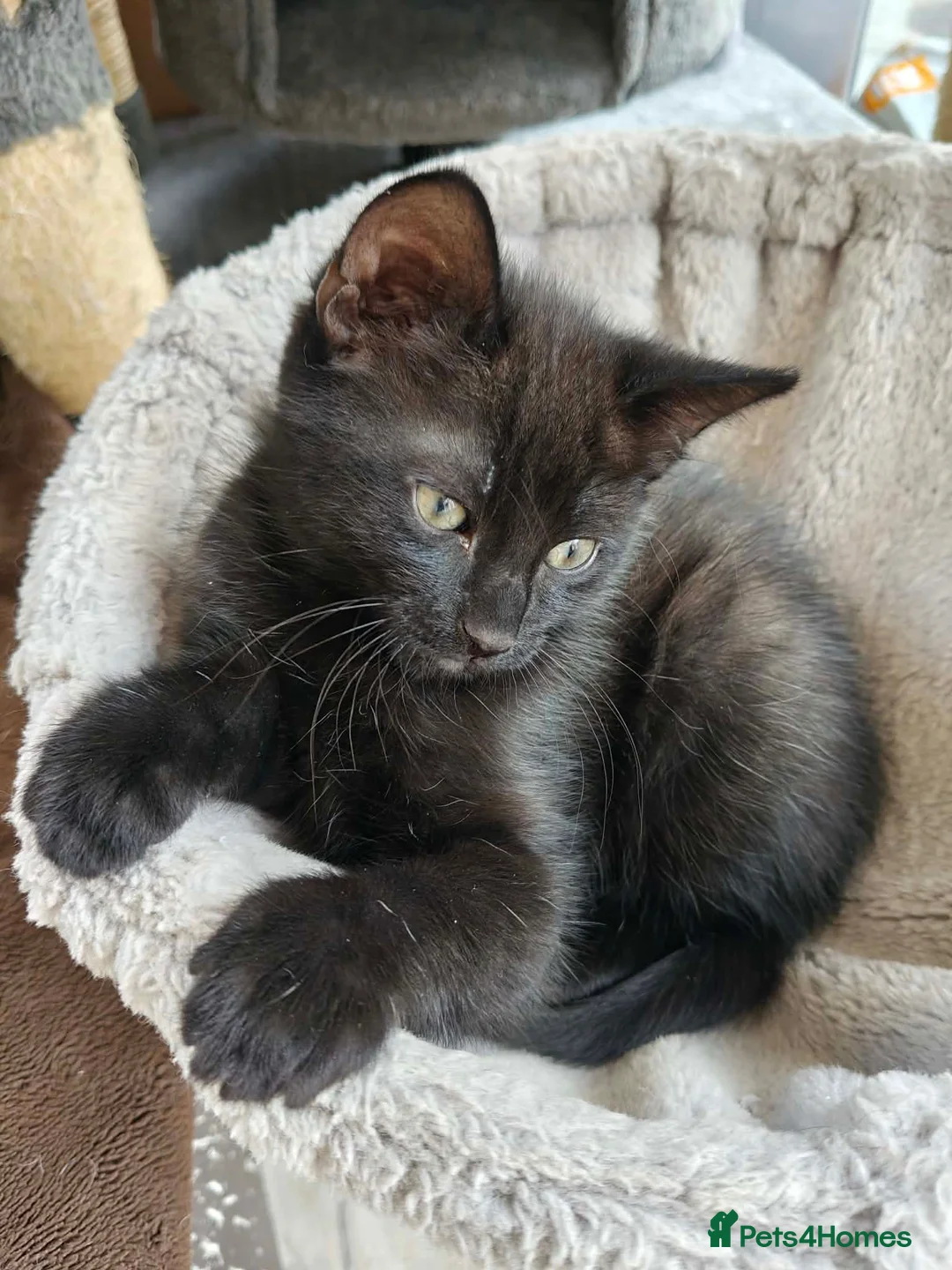 Mixed Breed cats for sale: Beautiful black long hair kittens  in Louth - Advert 2