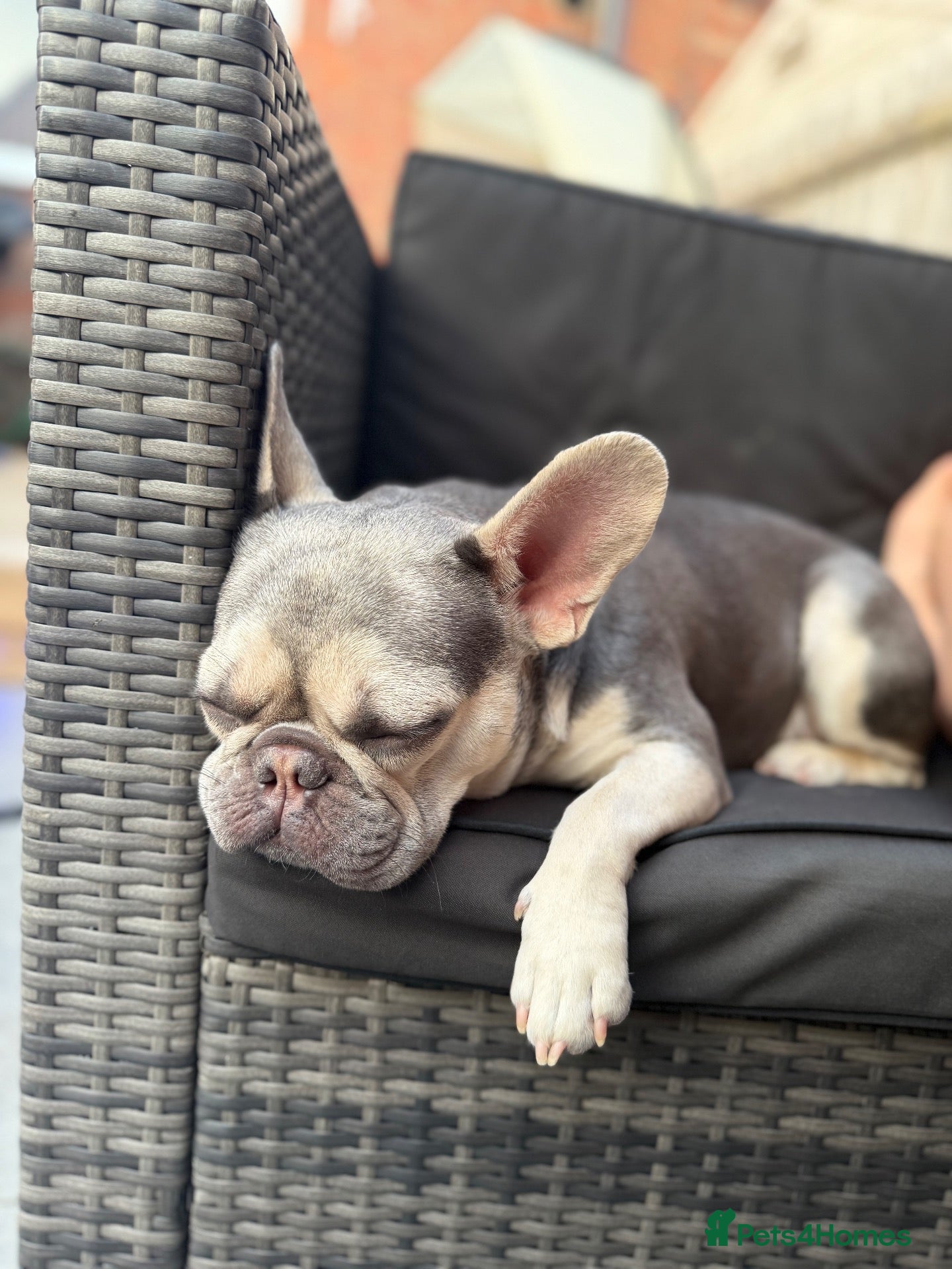French Bulldog dogs FLUFFY FRENCHIES FOR SALE - Advert 1