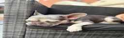 French Bulldog dogs for sale: FLUFFY FRENCHIES FOR SALE in Leamington Spa - Advert 1