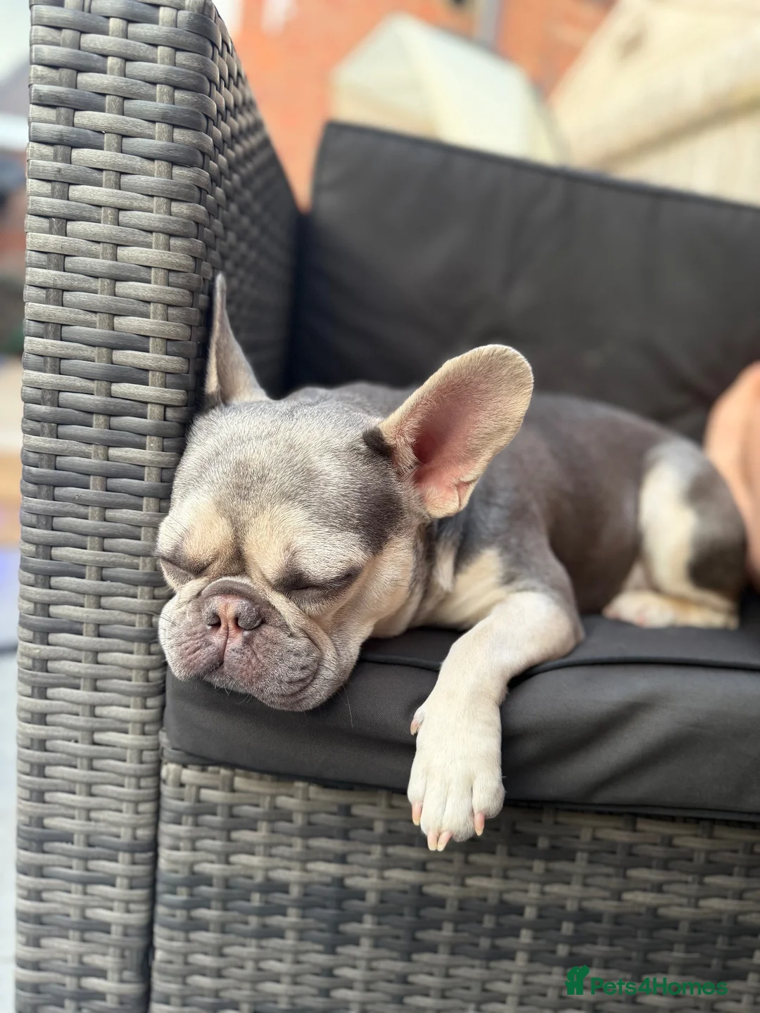 French Bulldog dogs for sale: FLUFFY FRENCHIES FOR SALE in Leamington Spa - Advert 1