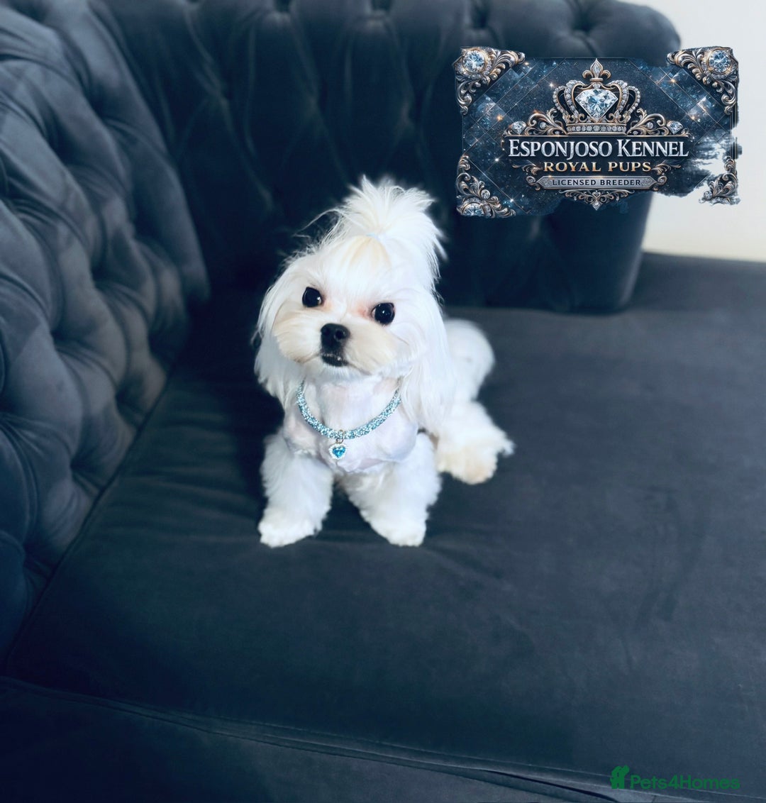 Maltese dogs for stud: ✨Exquisite DOLL KC Korean Maltese Stud DNA Clear ✨ - Advert 10