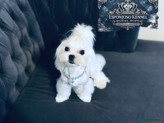 Maltese dogs 👑Exquisite KC Korean Maltese Stud DNA Clear👑 - Advert 20