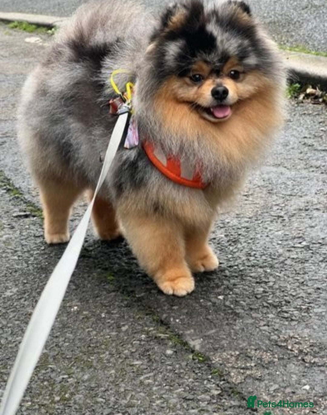 Pomchi dogs for sale: Pomchi puppies 😍 - Advert 12