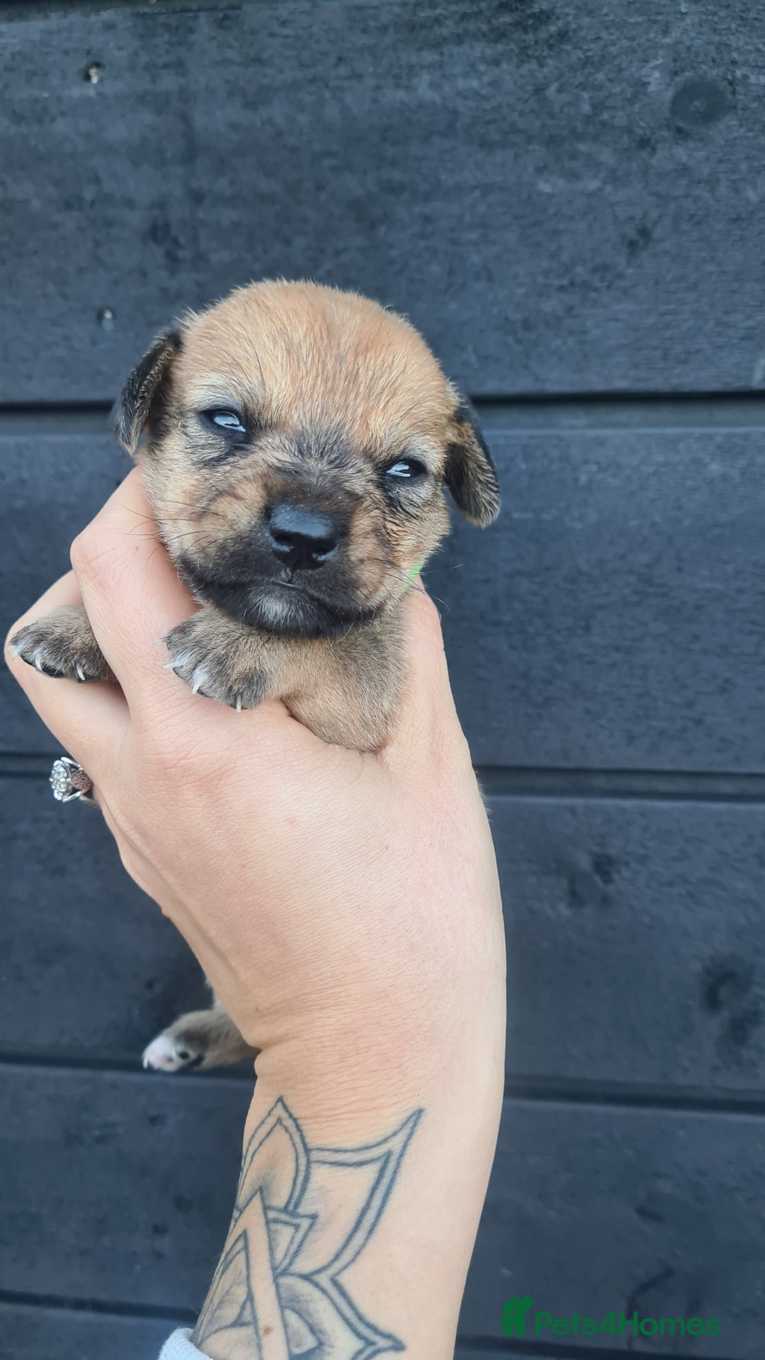 Mixed Breed dogs for sale: Patterjack x daxies pups available  - Advert 23