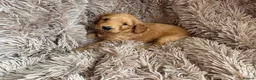 Cockapoo dogs for sale: 7 handsome cockapoo boys  in Pudsey - Advert 3