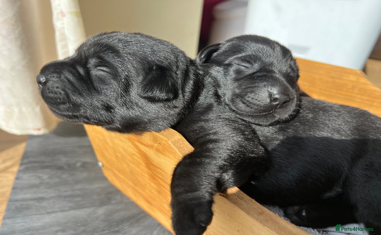 Labrador Retriever dogs - Advert 1