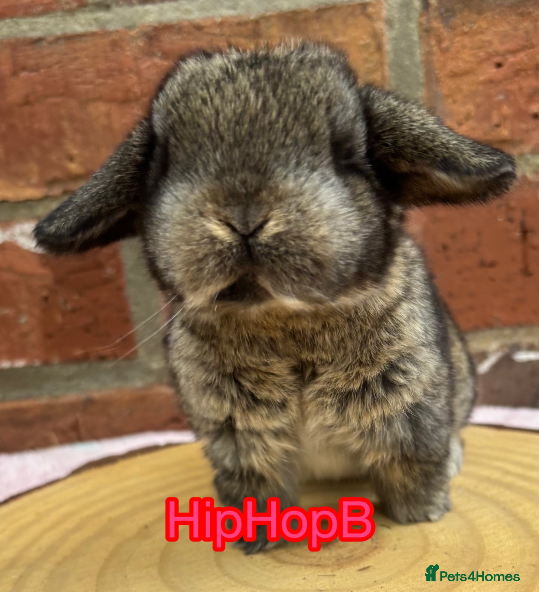 Mini Lop rabbits Pure bred pedigreed mini lops  - Advert 3