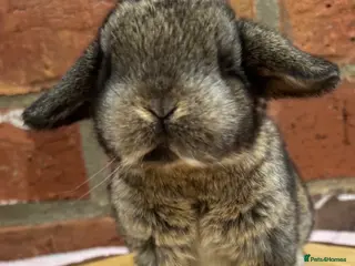 Mini Lop rabbits Pure bred pedigreed mini lops - Advert 3