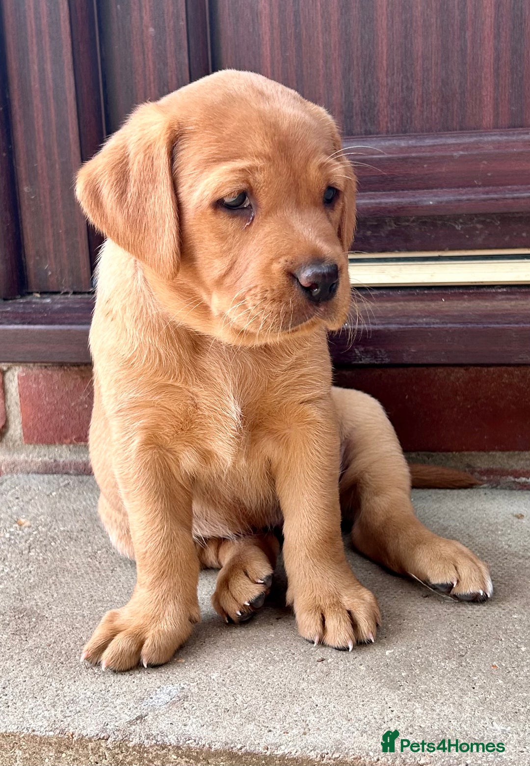 Labrador Retriever dogs for sale: 3 beautiful bitch puppies - Image 3