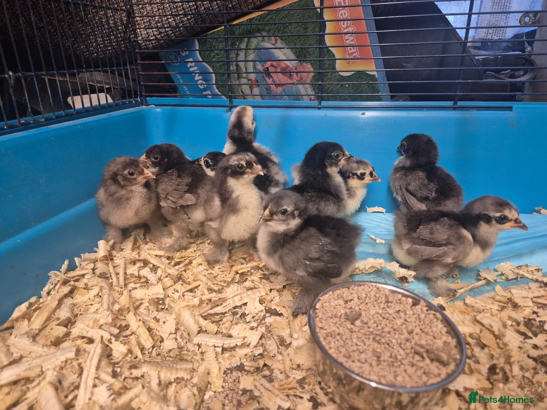 Chickens poultry for sale: Pekin Bantam Chicks in Tamworth - Advert 2